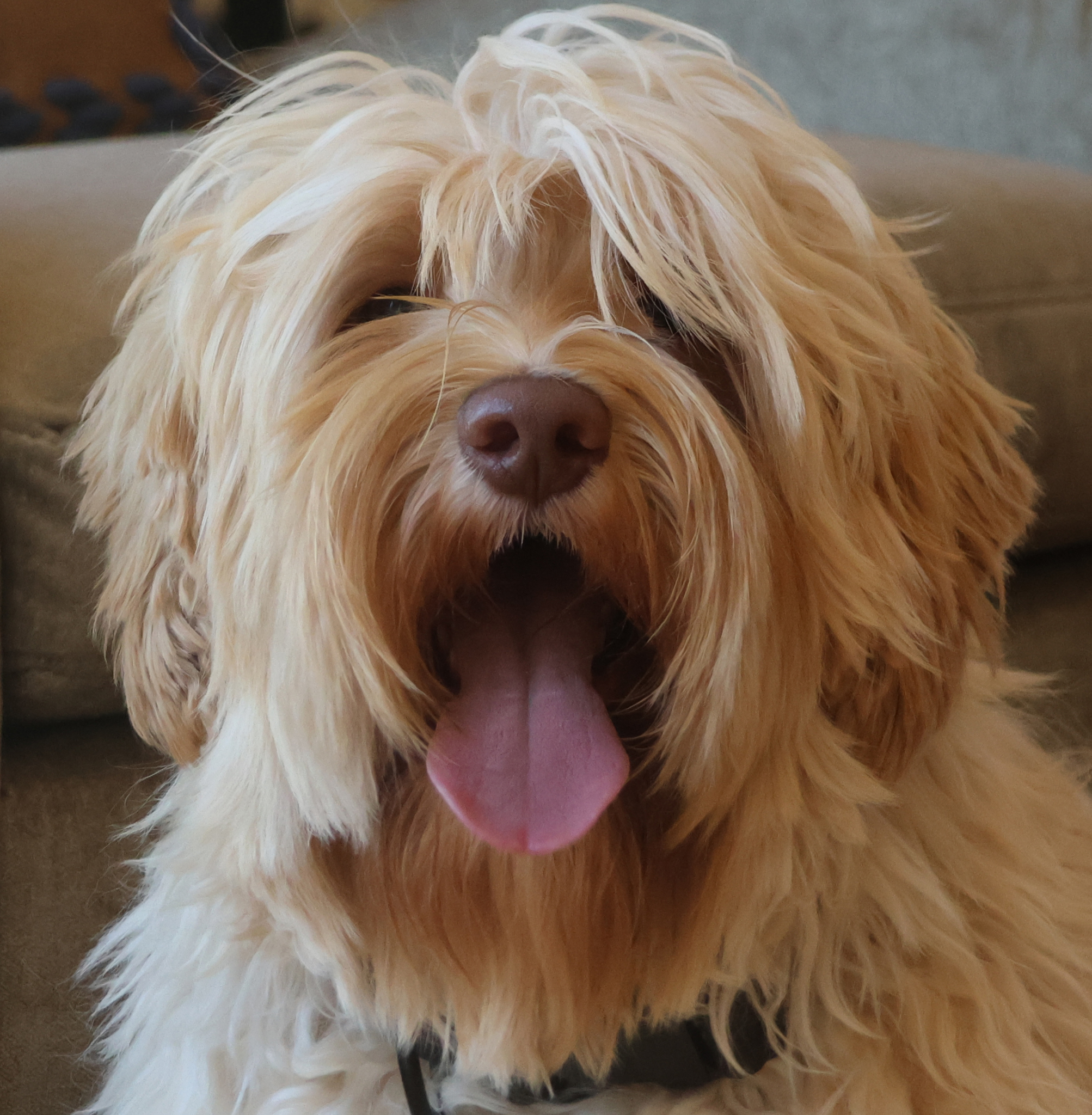 Our Boys - Ocean State Labradoodles