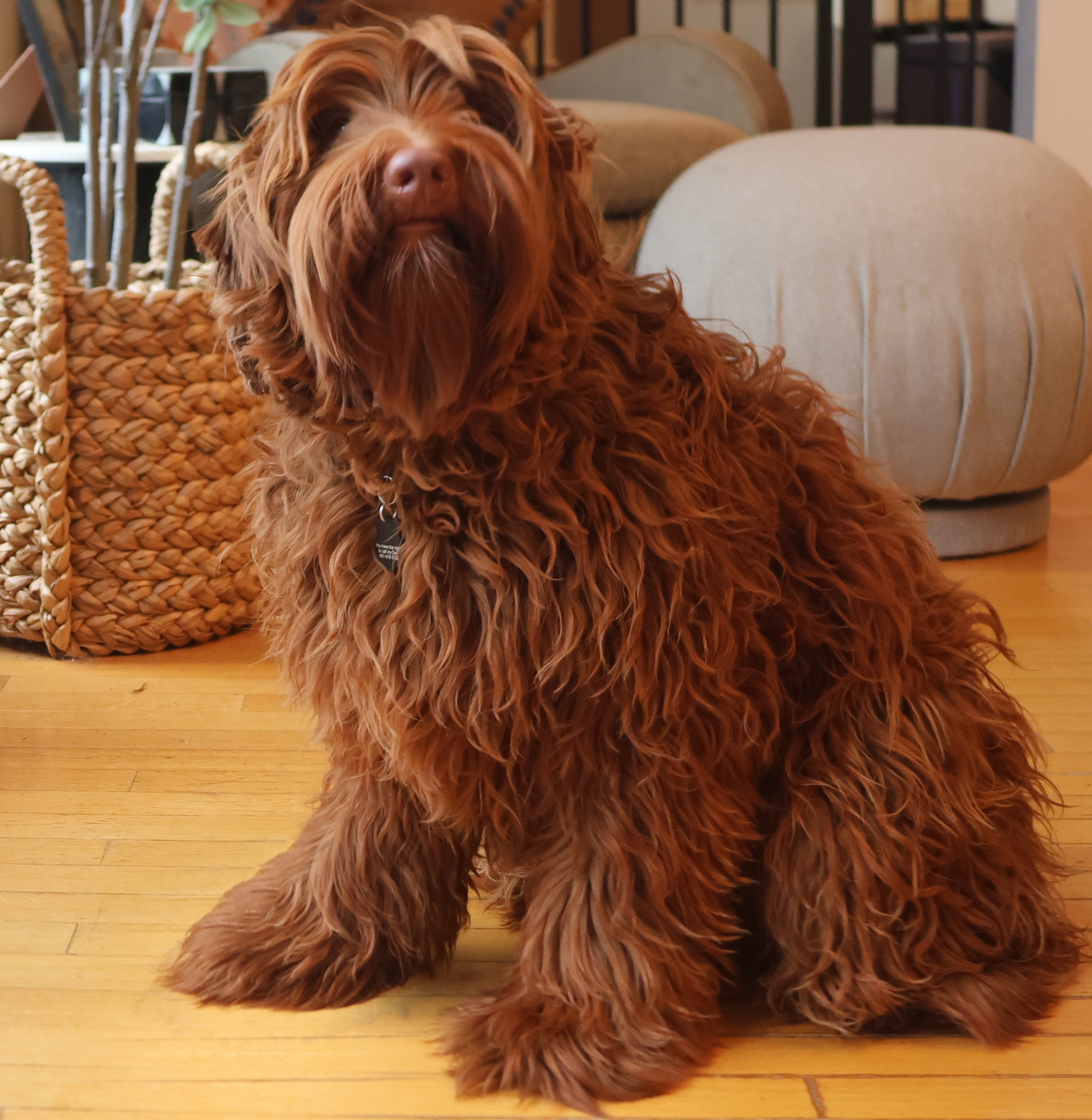 Our Boys - Ocean State Labradoodles